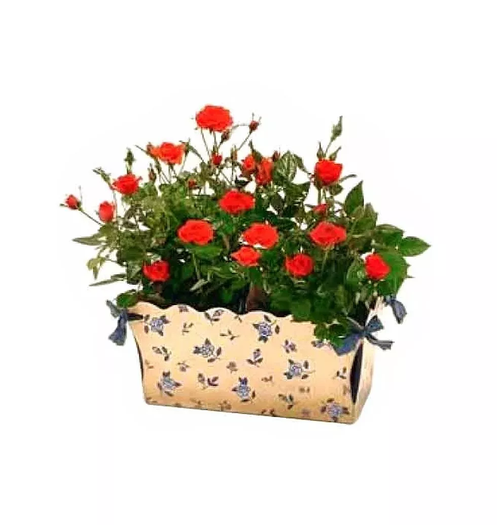 Beautiful miniature roses are presented in a basket