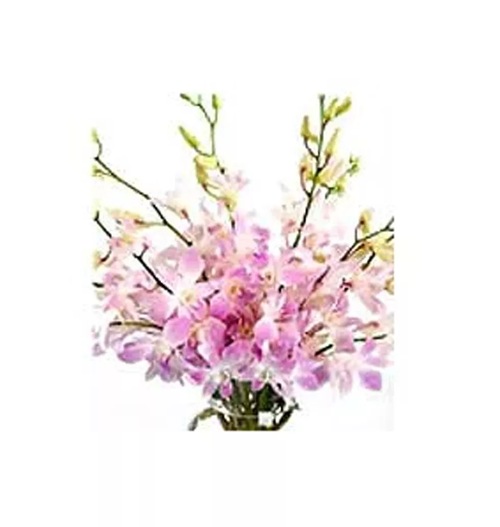 Two Dozen Pink Sprayed Orchids in a Vase