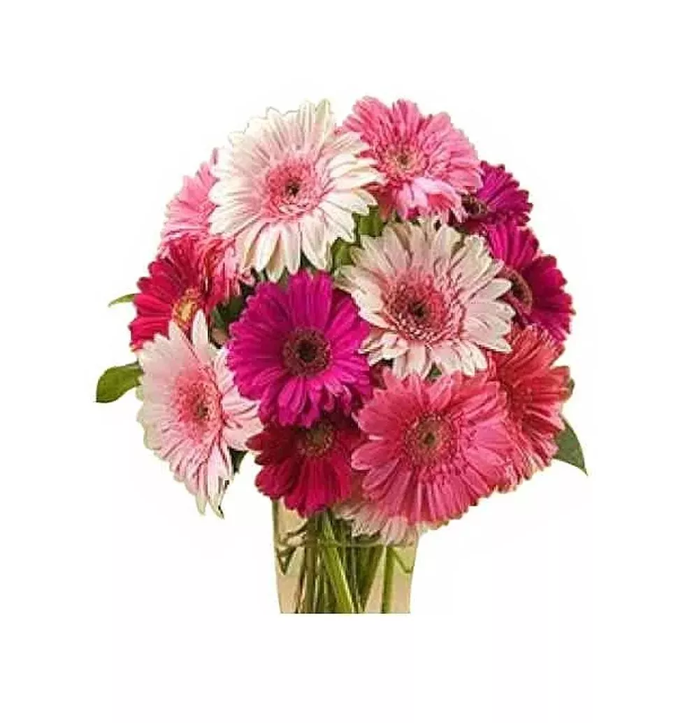 1 Dozen Mixed Gerbera Arrange in a Glass Vase