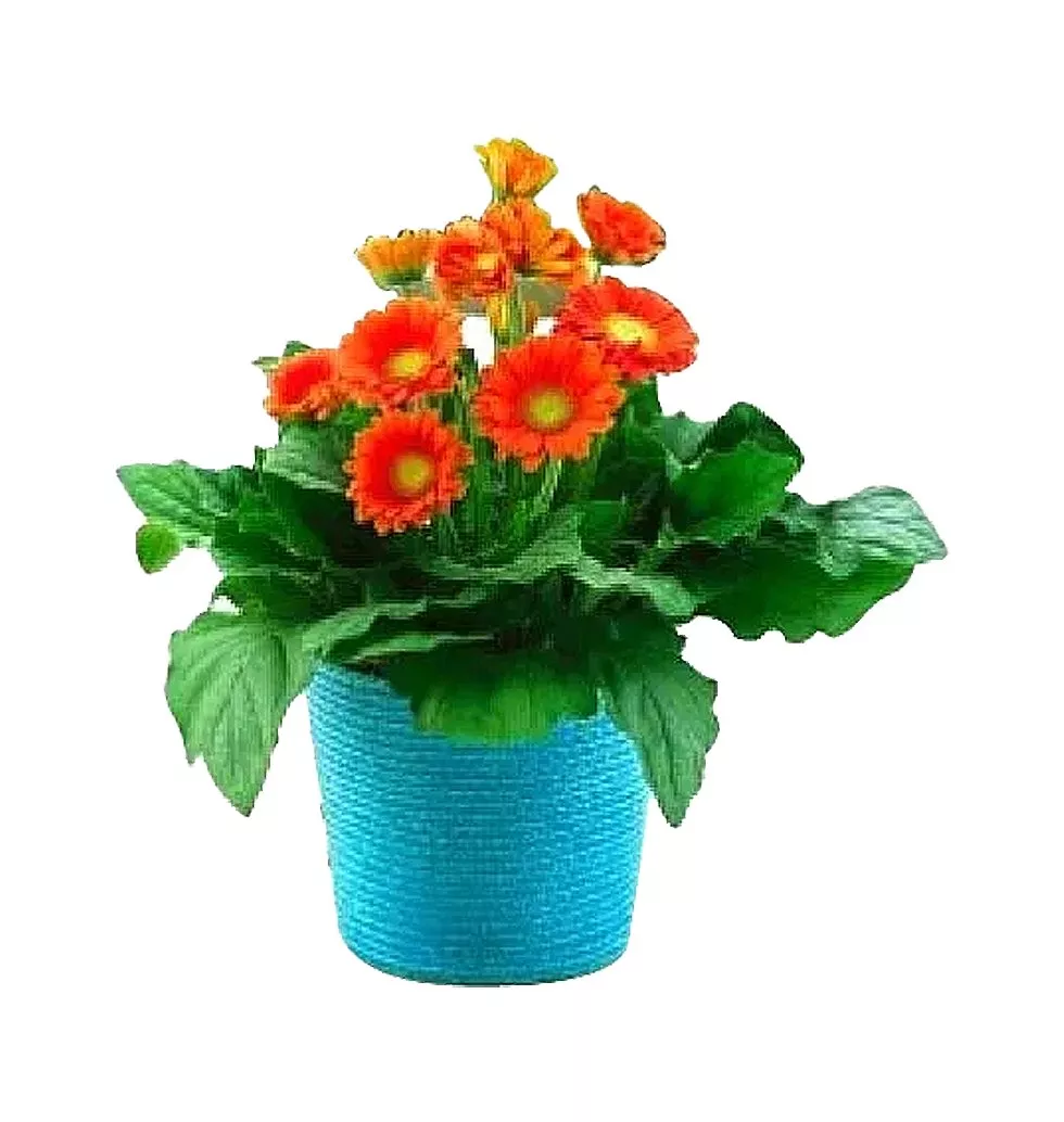 Vibrant Orange Gerbera Bouquet